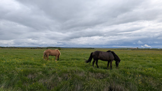 A photo of wild horses grazing in a field.